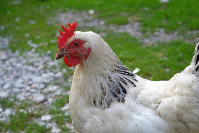 Méthodes naturelles pour un plumage et pelage ferme